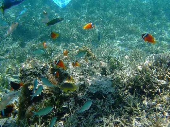 ゲストハウス備瀬の海 Экстерьер фото